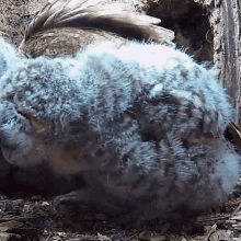 a close up of a bird 's feathers with a bird behind it