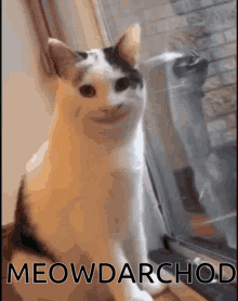 Meowdarchod Shake GIF - Meowdarchod Shake Tamatar GIFs