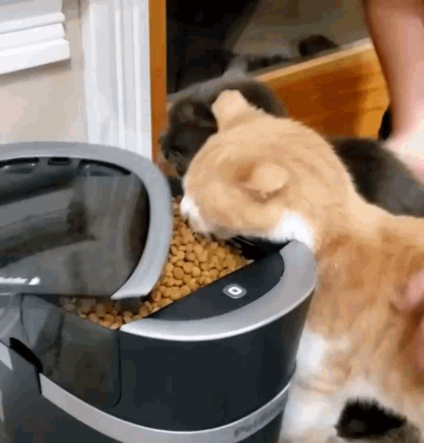 Cat Eating Cat Food GIFs Tenor