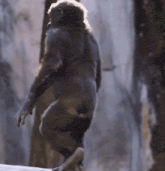 a close up of a monkey standing on a ledge