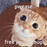 Free Young Thug Cute GIF - Free Young Thug Cute Cat GIFs