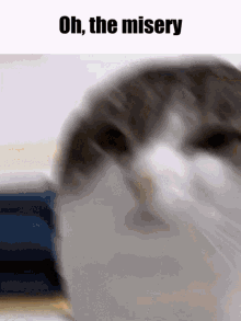 Oh The Misery Oh The Misery Cat GIF