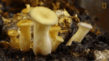 Growing Mushrooms Growing High GIF