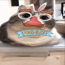 a cat wearing glasses and a fake nose has a banner that says obed on it