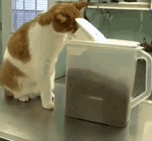 Kitty Food Thief GIF - Kittyfoodthief Cats Hungry GIFs