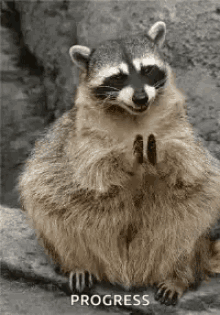 Excited Happy GIF - Excited Happy Racoon GIFs