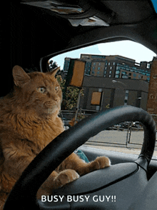 Cat Driving GIF - Cat Driving Nervous GIFs