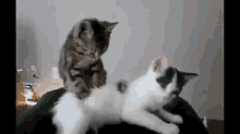 Massage Ps I Made This!! Yay Me! GIF - Cat Massage Pets GIFs