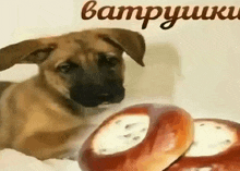 a brown dog is laying on a bed next to a bunch of food .