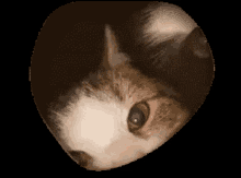 Cat Peel GIF - Cat Peel GIFs
