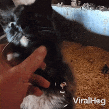 Petting My Cat Viralhog GIF - Petting My Cat Cat Viralhog GIFs