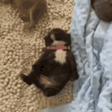 Pug Dreaming Dreaming GIF - Pug Dreaming Dreaming Sleeping Pug GIFs