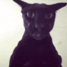 a close up of a black cat 's face against a white background