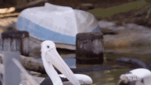 Walking National Geographic GIF - Walking National Geographic Secrets Of The Zoo Down GIFs