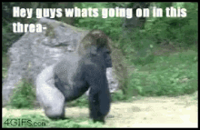 nope gorilla run nah nevermind