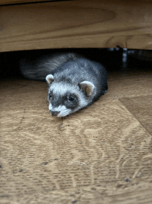 Ferret Love You GIF