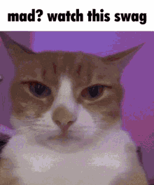 Egor Swag Cat GIF - Egor Swag Cat GIFs