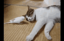 干嘛啦。。 GIF - Cat Bird Sleep GIFs