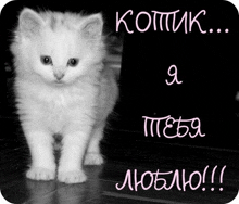 a kitten is standing in front of a sign that says i love you in russian