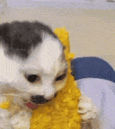Cat Corn GIF - Cat Corn Messy GIFs
