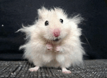 Nervous Scared Mouse GIF - Nervous Scared Mouse GIFs