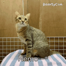 Nemoponyo นีโม่โปเนียว GIF - Nemoponyo นีโม่โปเนียว Cat GIFs