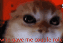a close up of a cat with the words " who gave me couple role " above it