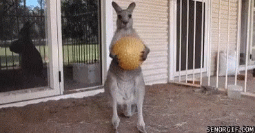 angry kangaroo gif