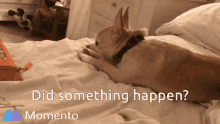 What Did Something Happen GIF - What Did Something Happen Dog GIFs