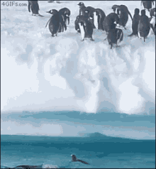 Antartica Penguin GIF - Antartica Penguin Jump GIFs