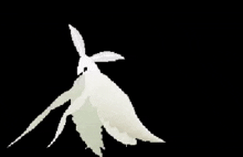 a couple of white rabbits standing next to each other on a black background .