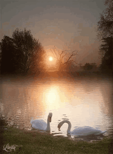 Swans Lake GIF - Swans Lake Sunshine GIFs