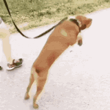 Jumping Dog GIF - Jumping Dog Bounce GIFs