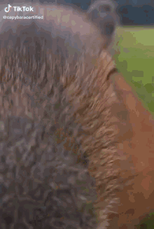 Cabypara Pro Capybara Camera Beating GIF
