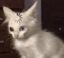a white cat with a loading bar on its head is looking at the camera .