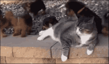 Cat Dog GIF - Cat Dog Kitten GIFs