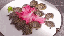 Baby Small GIF - Baby Small Turtles GIFs