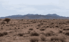 Desert Deserts GIF