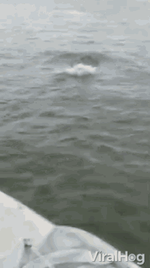 Whale Surfacing GIF - Whale Surfacing Swimming GIFs