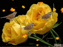 Yellow Roses GIF