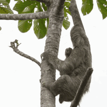 Climbing A Tree Sloth GIF