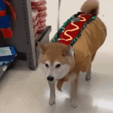 Hot Dog Hot Dogs GIF - Hot Dog Hot Dogs Shiba Inu GIFs