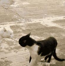 Cat Cat Fight GIF - Cat Cat Fight Funny Cats GIFs