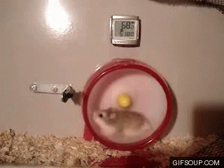 Hamster Wheel Fail GIF - Hamster Hamster Wheel Fail - Discover & Share GIFs