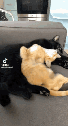 Cat Hugging GIF - Cat Hugging Hug GIFs