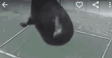a seal is swimming in a pool with a heart on the screen .