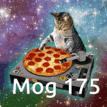 Mog Mogcat GIF - Mog Mogcat Mog 175 GIFs