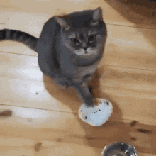 Cat Hungry Cat GIF