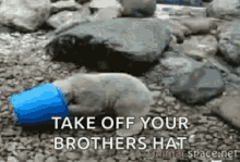 Bucket Take Off Your Brothers Hat GIF - Bucket Take Off Your Brothers Hat Cat GIFs