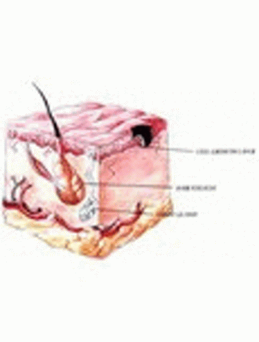 Emu Oil Soaps Emu Oil For Hair Loss GIF - Emu Oil Soaps Emu Oil For Hair Loss GIFs